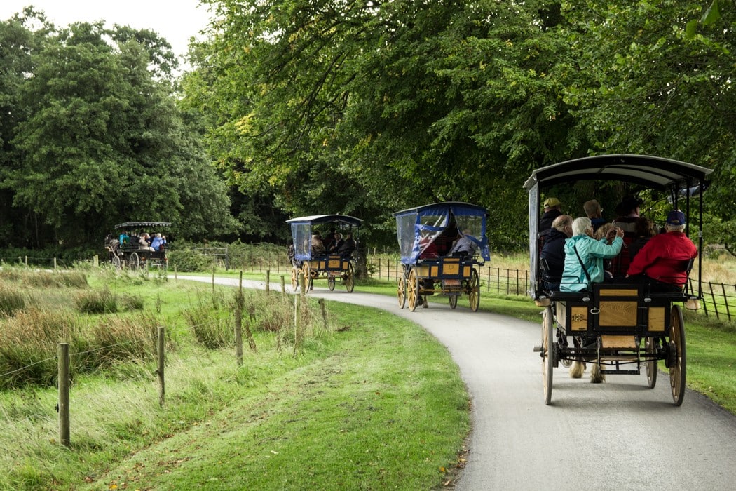 Horse-drawn carriages on a scenic path bordered by lush green trees and grass. Passengers are seated in open, roofed carriages, enjoying the ride through a natural landscape with a wooden fence and distant trees lining the route.