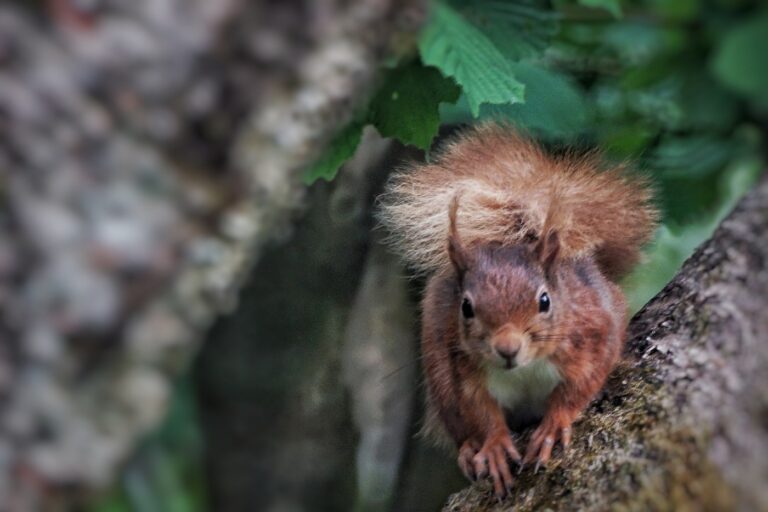 A red squirrel with a bushy tail clings to a tree branch. The background is a blurred mix of green leaves and tree bark, highlighting the squirrel's alert expression and reddish-brown fur.