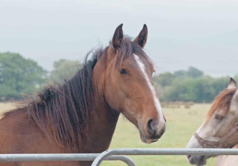 Brown horse standing in a paddock, another horse nearby, green field in the background.