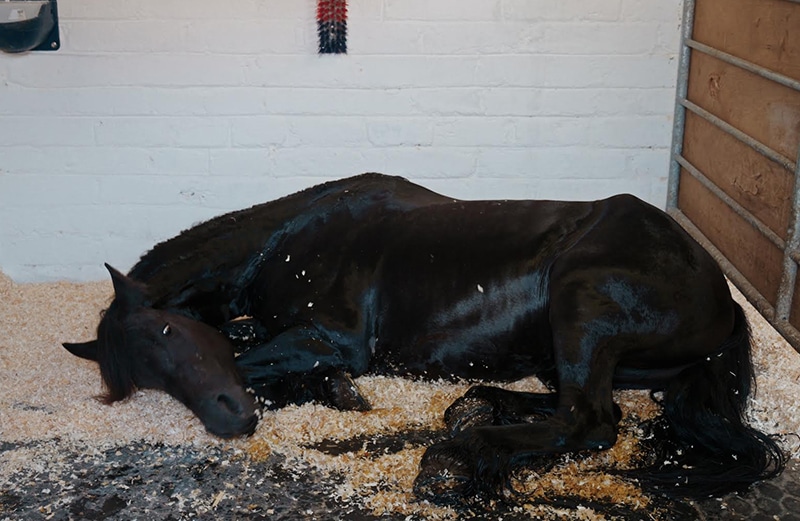 A black horse lies on a bed of wood shavings in a stable.