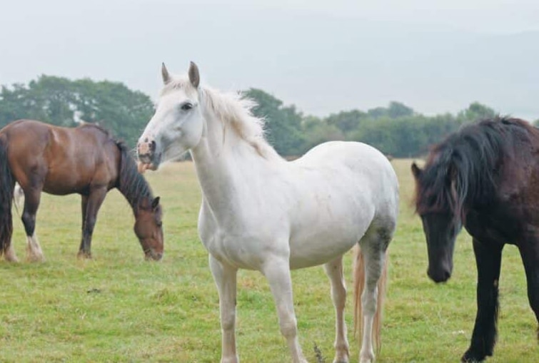 Three horses grazing in a green field, featuring a white horse in the center.