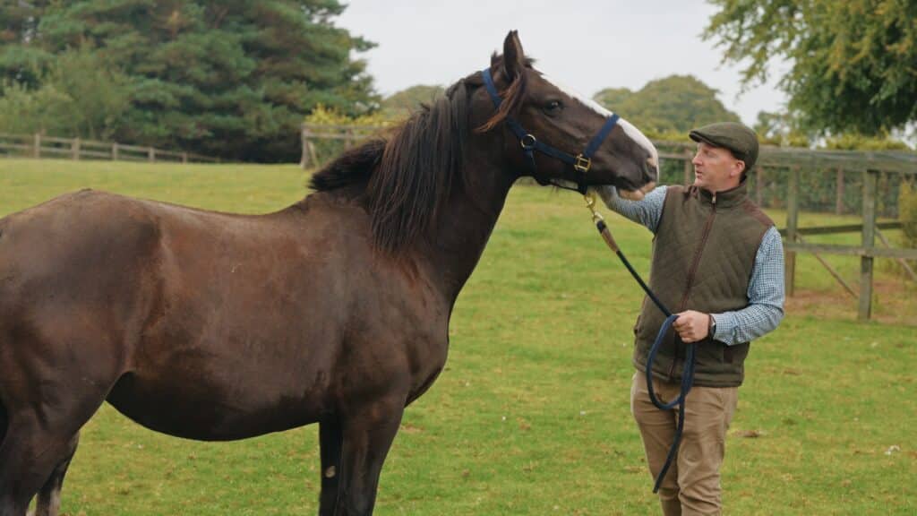 Person holding a brown horse's lead in a grassy field with trees in the background.