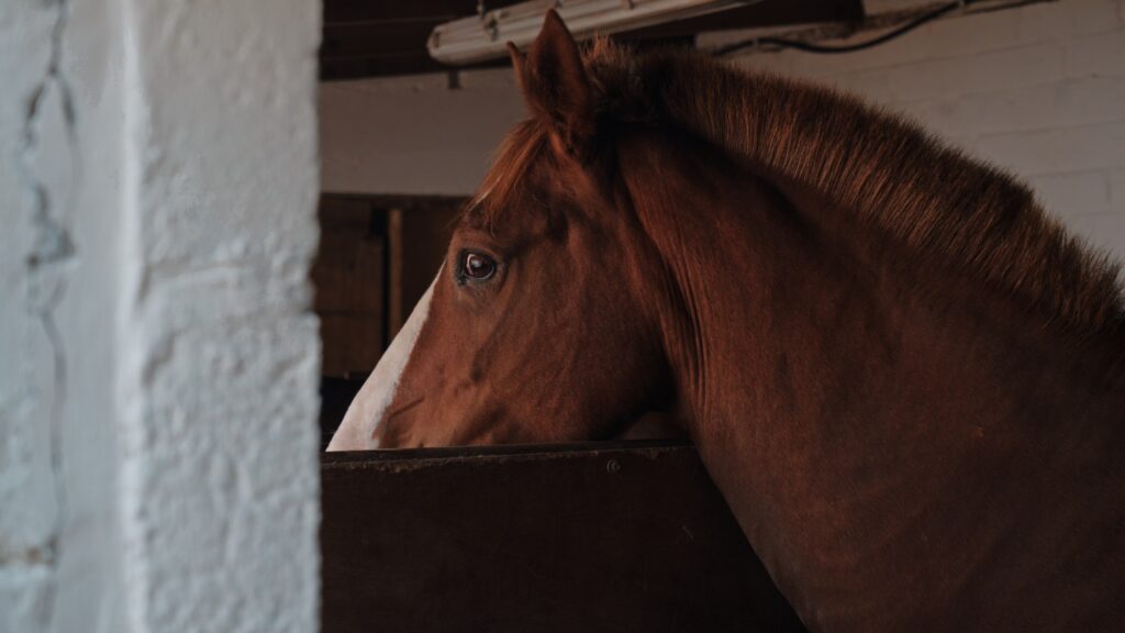 Brown horse with a white stripe on its face in a stable.