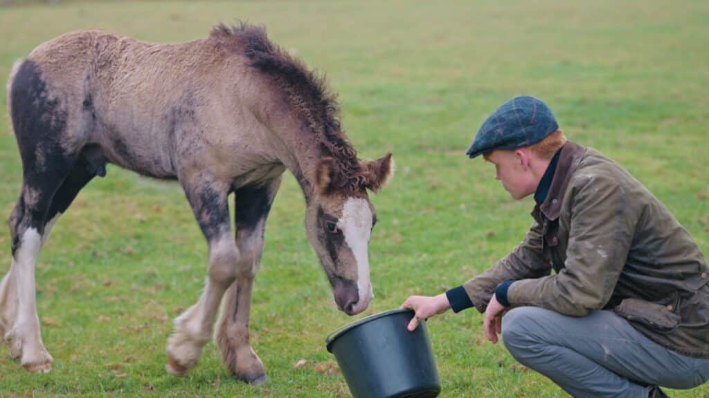 A person in a cap offers a bucket to a brown and white foal in a green field.