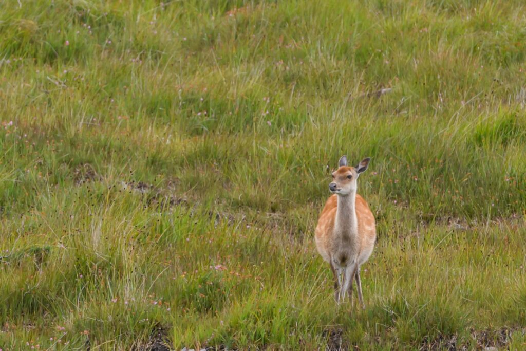 A lone deer stands on a grassy field, looking to the side.