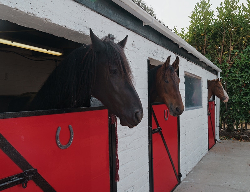 Three horses peeking out of red stable doors against a white brick wall.