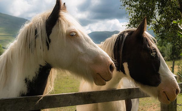 Two horses with long manes stand by a wooden fence in a grassy field.