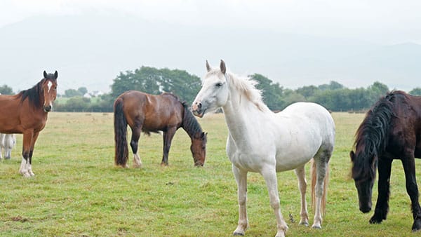 Several horses grazing on a green field under a cloudy sky.