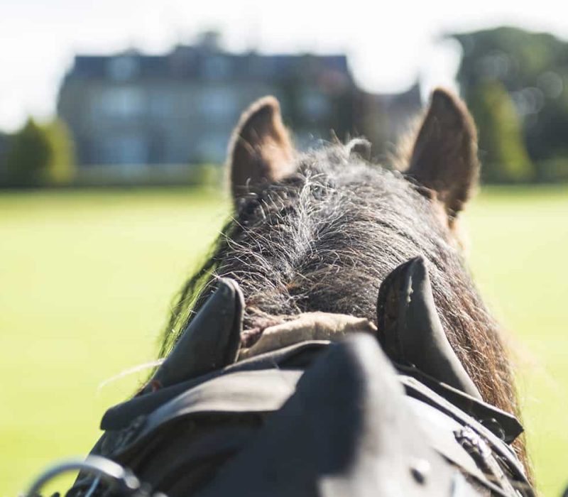 View from behind a horse with its ears visible, looking towards a mansion and trees in the distance.