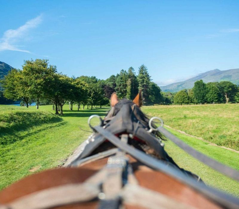 View from behind a horse pulling a carriage through a grassy path with trees on the sides. Mountains are visible in the background under a clear blue sky.